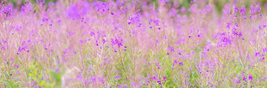 PHOTOWALL / Meadow Flowers (e333956)
