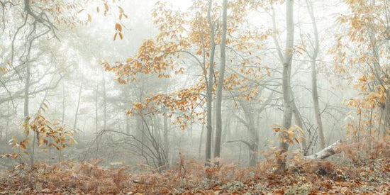 PHOTOWALL / Autumn Trees in the Mist (e333960)