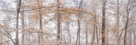 PHOTOWALL / Misty Forest III (e333963)