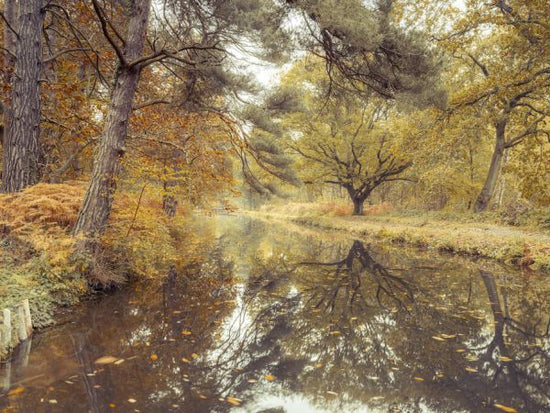 PHOTOWALL / Canal through Forest VI (e333969)