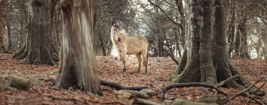 PHOTOWALL / Horse in Forest (e333971)