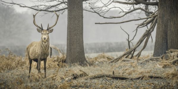 PHOTOWALL / Stag in the Forest (e333981)
