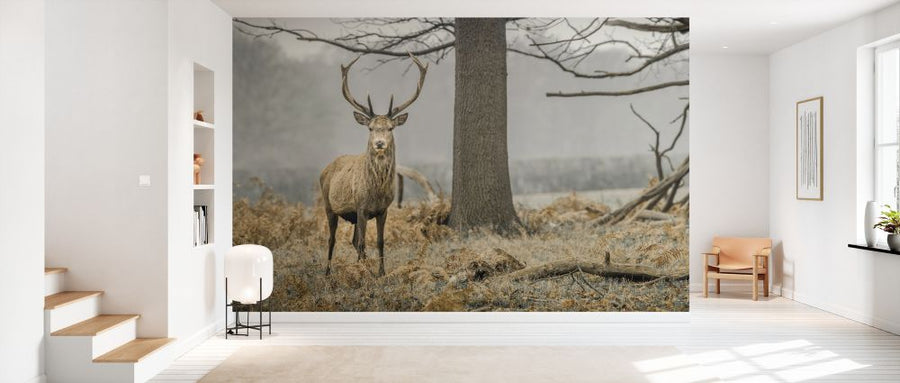 PHOTOWALL / Stag in the Forest (e333981)