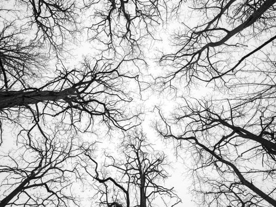PHOTOWALL / Low Angle View of Tree Tops (e333982)