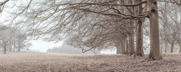 PHOTOWALL / Trees in a Row (e333983)