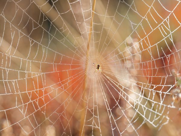 PHOTOWALL / Spider Web on Morning Sunlight (e333994)