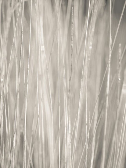 PHOTOWALL / Reeds II (e333996)