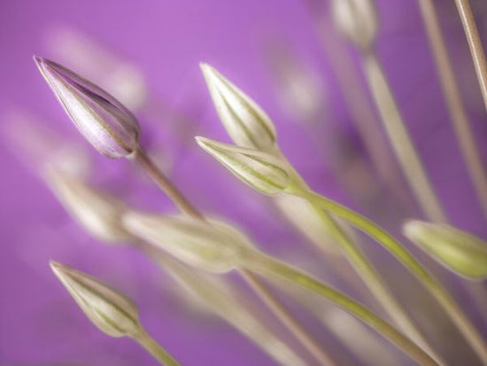 PHOTOWALL / Purple Allium Close-Up (e334002)