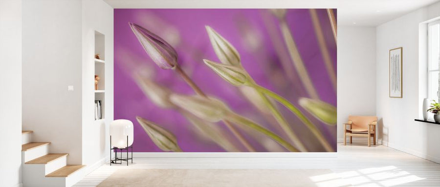 PHOTOWALL / Purple Allium Close-Up (e334002)