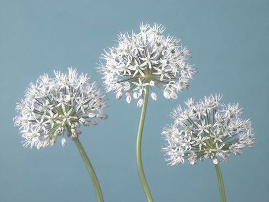 PHOTOWALL / Three Alliums (e334003)