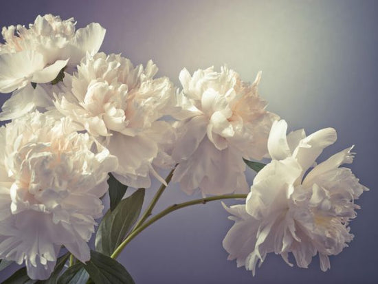 PHOTOWALL / Peonies II (e334010)