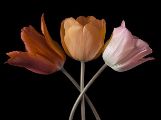 PHOTOWALL / Three Tulips (e334011)