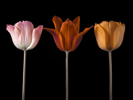 PHOTOWALL / Three Tulips III (e334013)