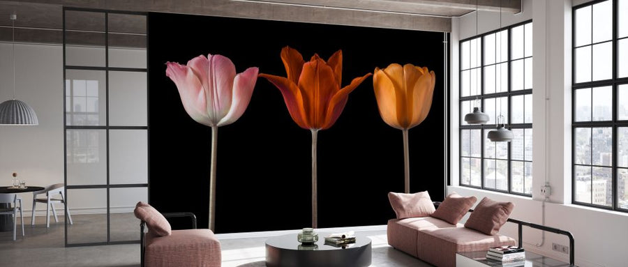 PHOTOWALL / Three Tulips III (e334013)