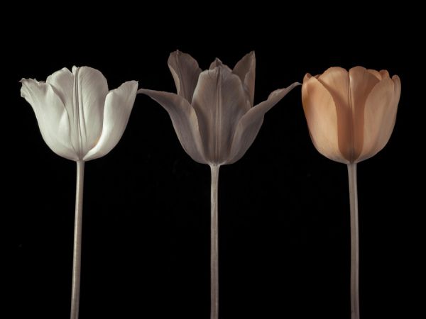 PHOTOWALL / Three Tulips IV (e334014)