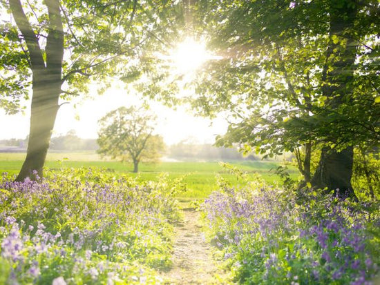 PHOTOWALL / Pathway in a Sunny Bluebell Forest (e334015)