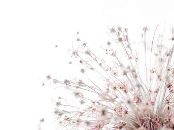 PHOTOWALL / Allium (e334062) | 輸入壁紙専門店 WALPA – WALPA.jp