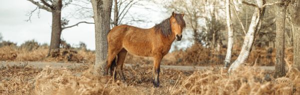 PHOTOWALL / Wild Horse New Forest (e334077)