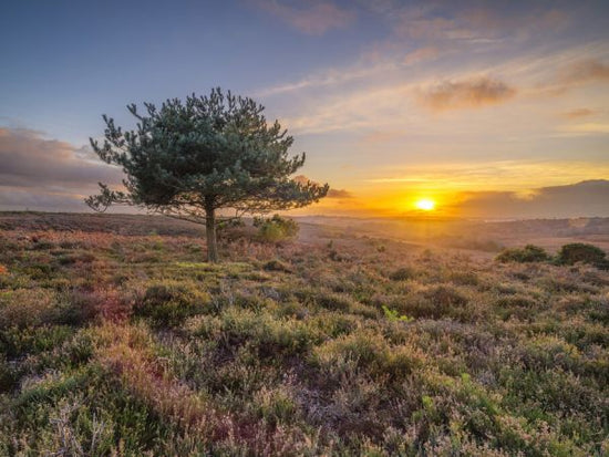 PHOTOWALL / Lone Tree Sunset New Forest (e334078)