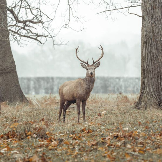PHOTOWALL / Stag in the Forest II (e334079)