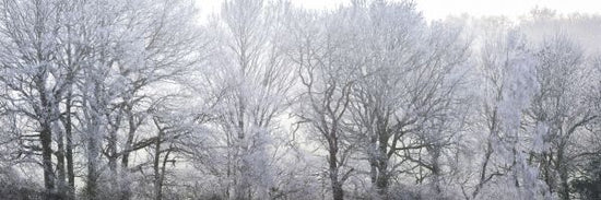 PHOTOWALL / Frosty Forest (e334084)