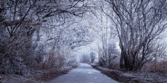 PHOTOWALL / Frosted Road Through Forest II (e334086)