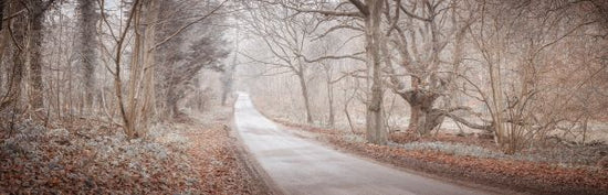 PHOTOWALL / Road Through Forest (e334087)