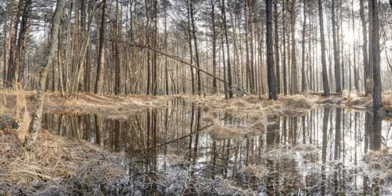 PHOTOWALL / Forest Reflections (e334092)