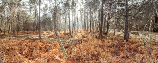 PHOTOWALL / Autumn Forest (e334093)