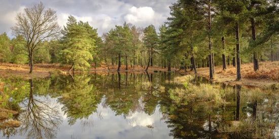 PHOTOWALL / Trees by a Lake III (e334098)