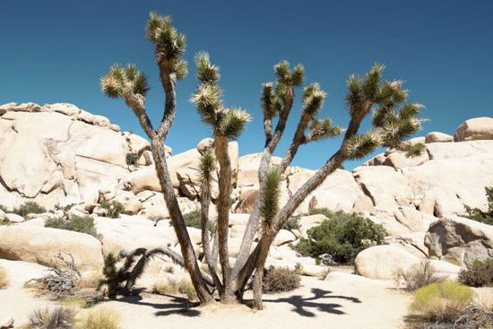 PHOTOWALL / The Joshua Tree (e334286)