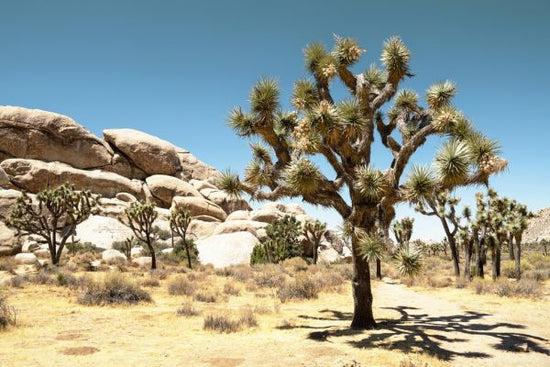 PHOTOWALL / Joshua Tree National Park (e334315)