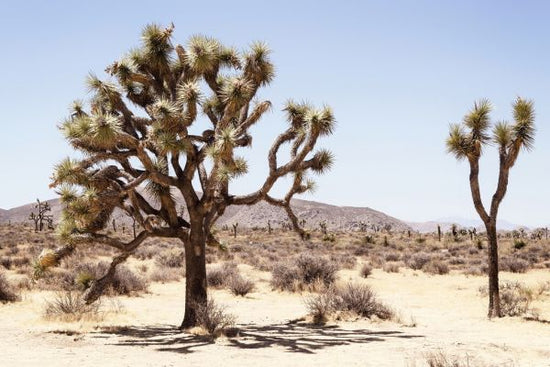 PHOTOWALL / Colorado Desert (e334317)