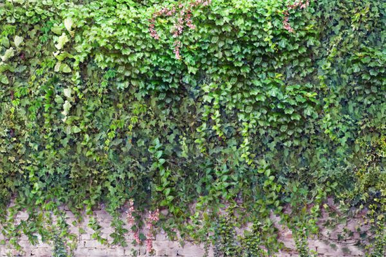 PHOTOWALL / Overgrown Brick Wall (e334581)