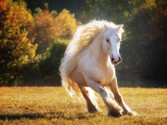 PHOTOWALL / Horse Motion IV (e335173)