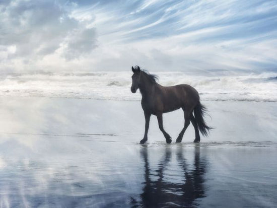PHOTOWALL / Horse Motion VI (e335174)