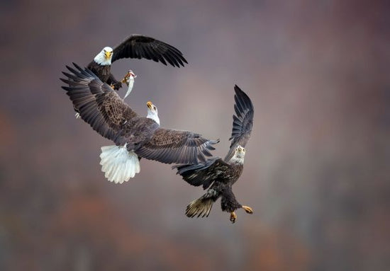 PHOTOWALL / Eagle Family (e335660)