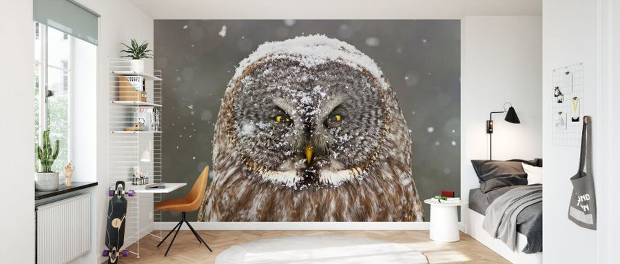 PHOTOWALL / Great Grey Owl Winter Portrait (e335681)