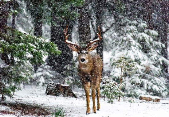 PHOTOWALL / Snow Storm and the Buck Deer (e335696)