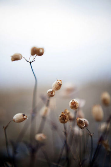 PHOTOWALL / Dry Plants (e335956)