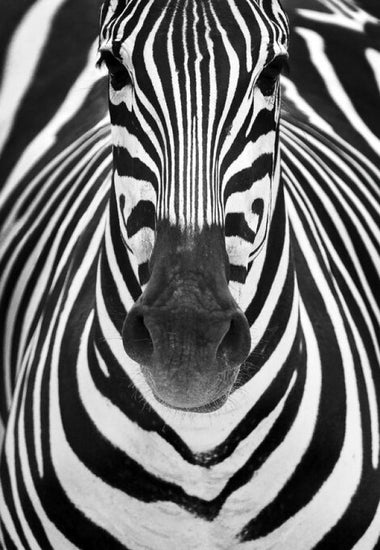 PHOTOWALL / Zebra (e336049)