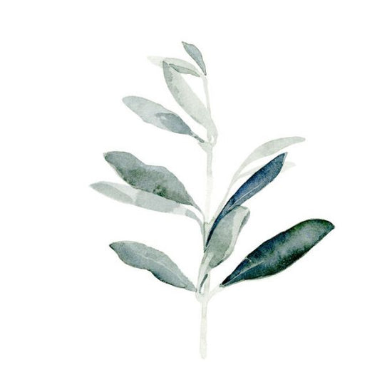 PHOTOWALL / Summer Olive Branch (e336227)