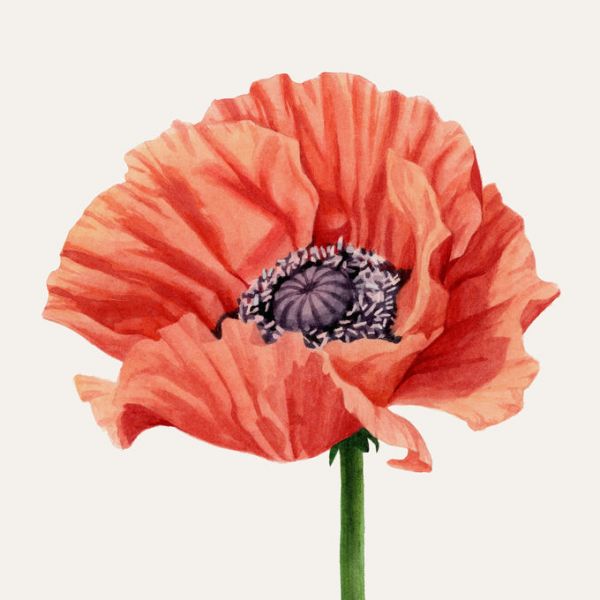 PHOTOWALL / Magnified Poppy (e336549) | 輸入壁紙専門店 WALPA