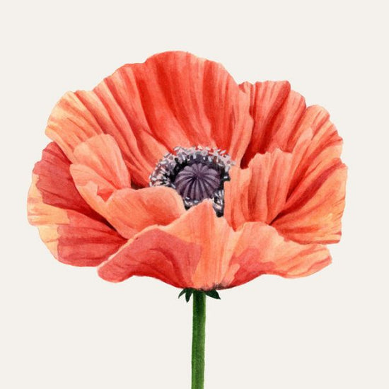 PHOTOWALL / Magnified Poppy II (e336550)