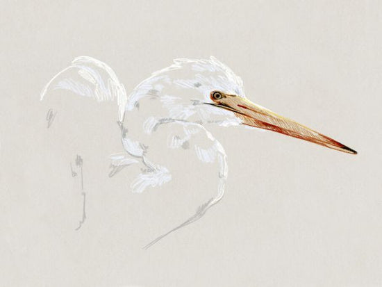 PHOTOWALL / Bright Egret Sketch (e336572)
