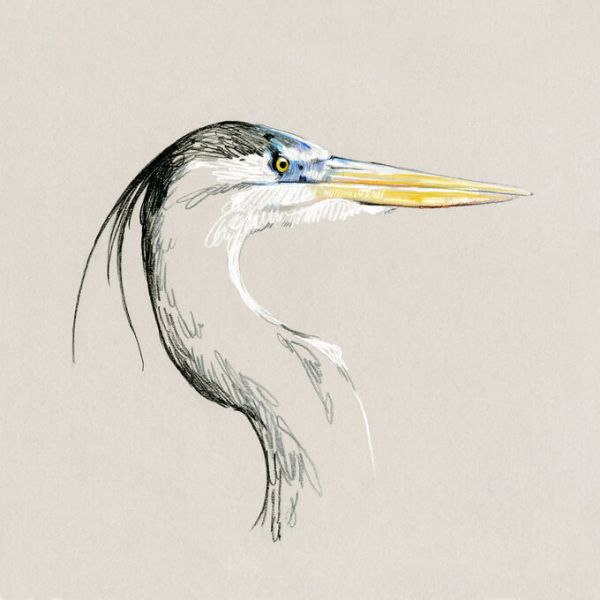 PHOTOWALL / Bright Heron Sketch (e336676)