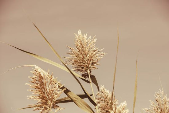 PHOTOWALL / Noon Grasses II (e337151)