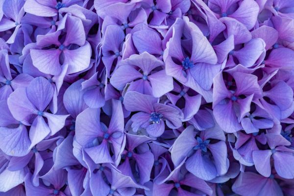 PHOTOWALL / Hydrangea Flowers (e338859) | 輸入壁紙専門店
