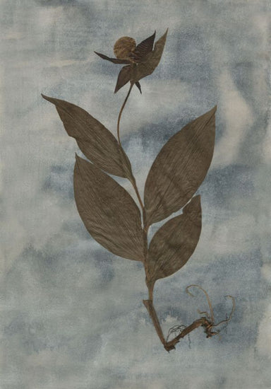 PHOTOWALL / Ladyslipper (e338913)