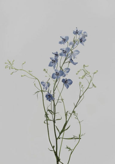 PHOTOWALL / Delphinium (e84081)